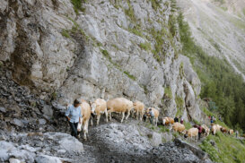 Alpaufzug auf die Engstligenalp